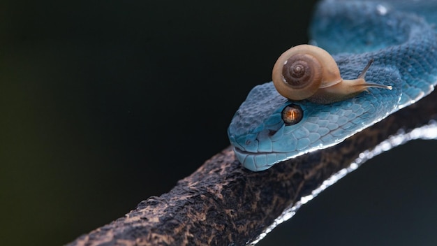 Serpent vipère bleu et escargot sur la tête en gros plan et en détail