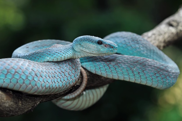 Serpent vipère bleu gros plan sur la branche,bleu insularis,Trimeresurus insularis