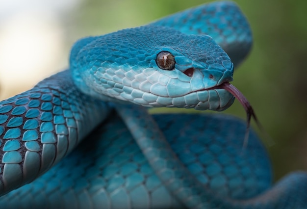 Serpent vipère bleu en gros plan et en détail