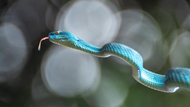 Serpent vipère bleu en gros plan