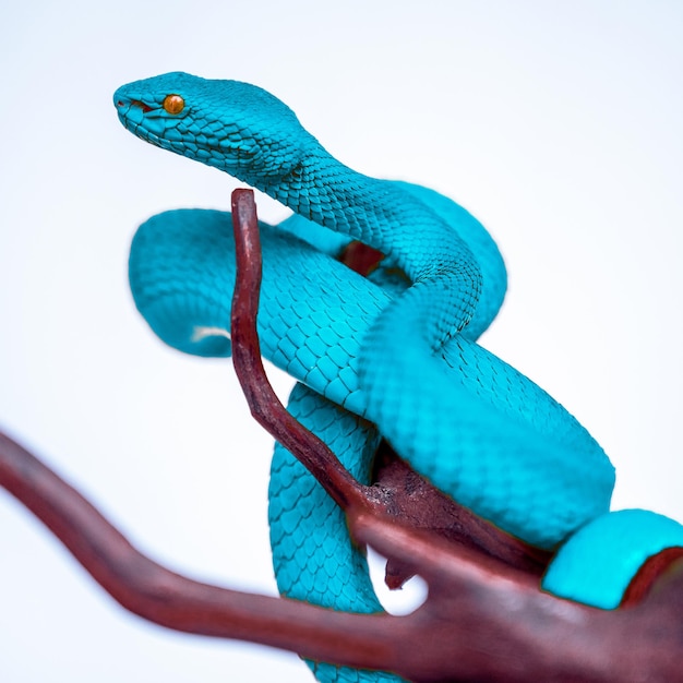 Serpent vipère bleu en gros plan