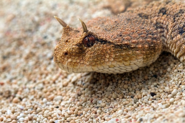 Le serpent de vipère du désert Hornet