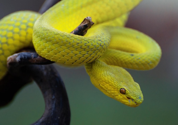 Serpent vipère jaune en gros plan