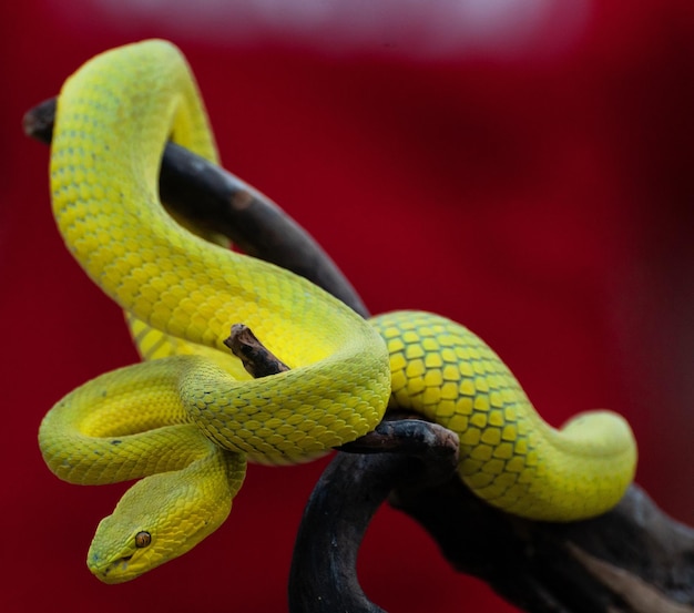 Photo serpent vipère jaune en gros plan