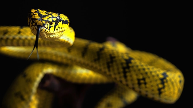 Serpent vipère jaune en gros plan
