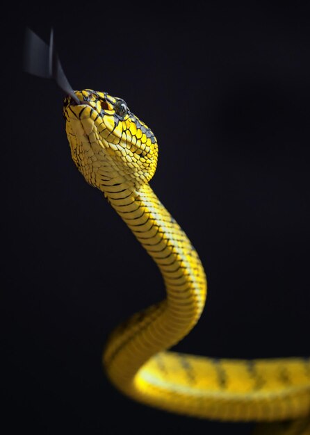 Serpent vipère jaune en gros plan