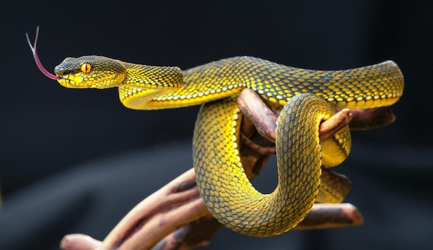 Serpent vipère jaune en gros plan