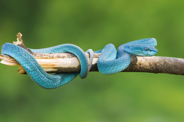 Serpent vipère Serpent bleu Trimeresurus insularis serpent