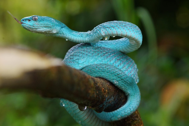 Serpent vipère Serpent bleu Trimeresurus insularis serpent