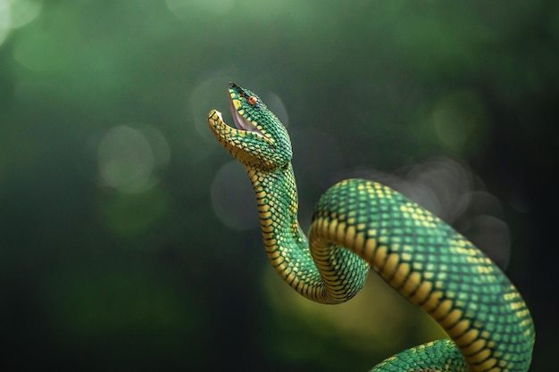 Serpent vipère vert jaune en gros plan