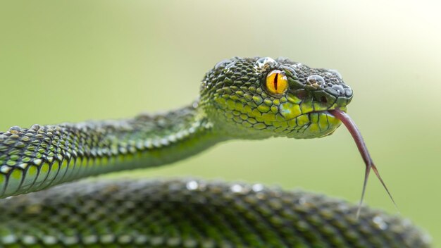 Serpent vipère verte en gros plan et en détail