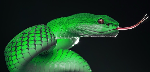 serpent vipère verte en gros plan