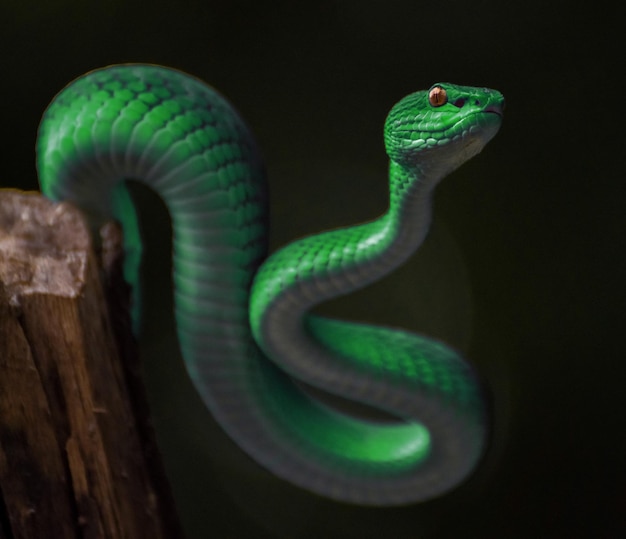 serpent vipère verte en gros plan