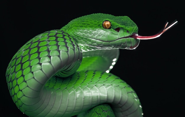 serpent vipère verte en gros plan