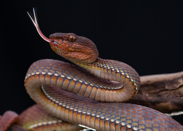 Photo le serpent vipère