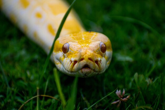 Un serpent avec un visage jaune et des yeux rouges est vu dans l'herbe.