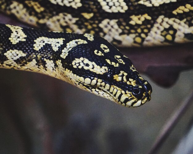 Photo le serpent - zoologique de lisbonne