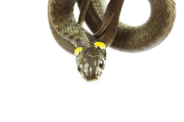 Serpent