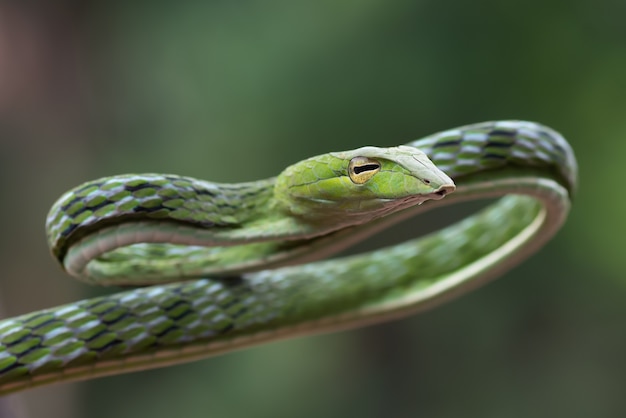 Serpents de vigne ahaetulla avec des couleurs belles et vibrantes