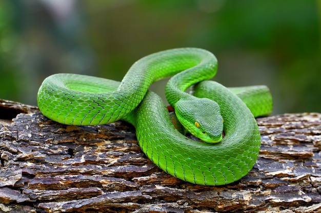 Photo serpents vipère verte