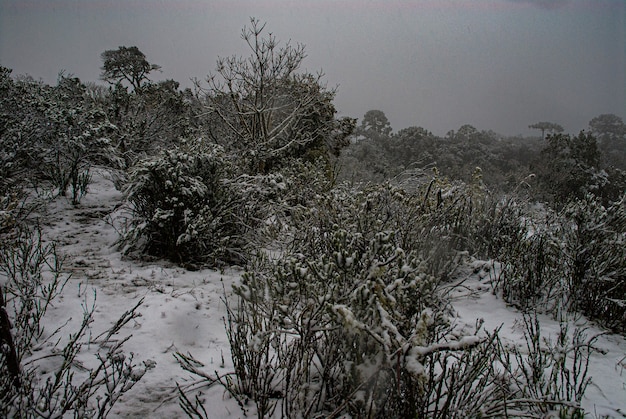 Serra de Santa Catarina, région sud du Brésil, l'un des plus grands phénomènes de neige jamais vus de toute son histoire.