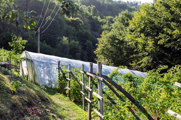 Serre au melon dans la ferme