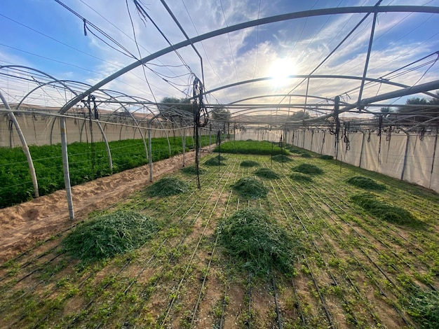 Photo une serre avec un auvent couvrant l'herbe et le soleil qui brille à travers le grillage.