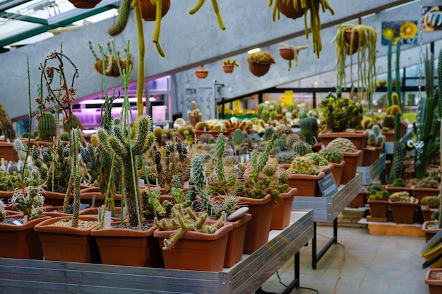 serre de cactus inhabituelle avec cactus dans le jardin botanique de nombreuses plantes photo de haute qualité