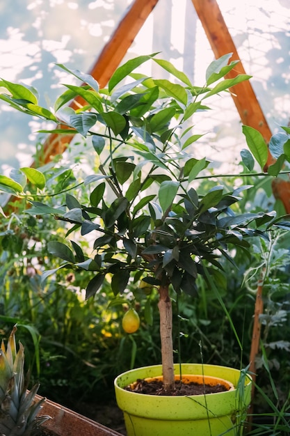 Serre de culture fruitière ferme naturelle