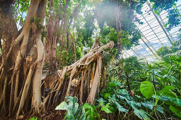 Serre de la forêt tropicale et arbre à grosses racines