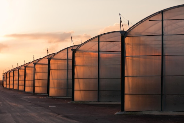 Serre industrielle à grande échelle éclairée par le coucher du soleil