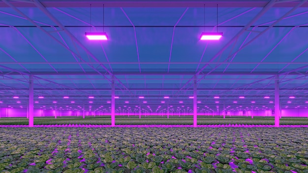 Serre industrielle avec lumière LED violette. Usine hydroponique de plantes potagères d'intérieur. Ferme de salade verte. Rendu 3D