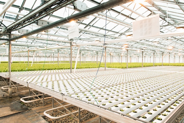 Serre légère et la production de fruits et légumes.