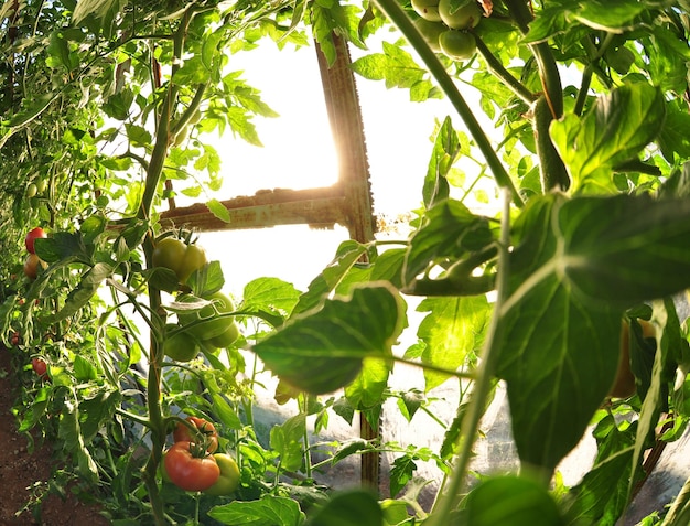 Serre de légumes