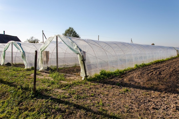 Serre moderne cultivant des légumes naturels