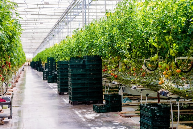 Serre moderne avec des plants de tomates.