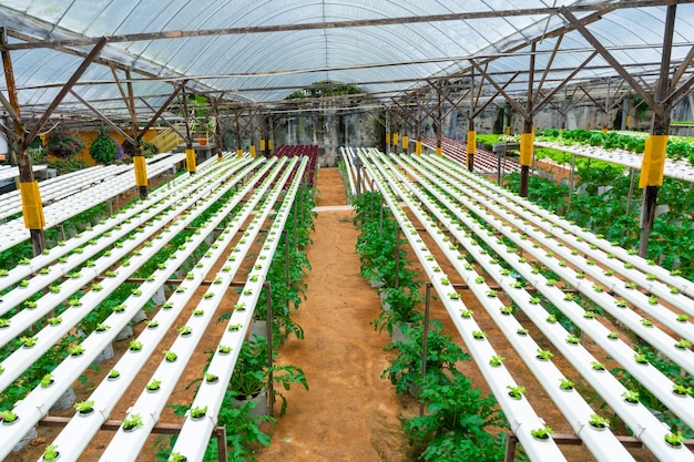 Serre moderne pour faire pousser des salades avec système d'irrigation. Échelle industrielle des plantes en croissance.