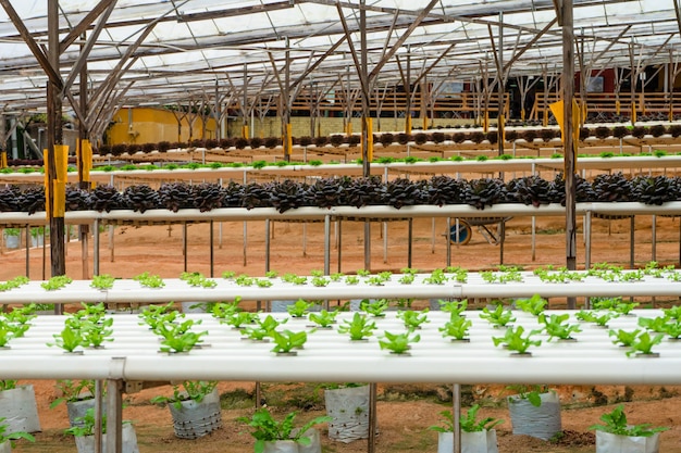 Serre moderne pour faire pousser des salades avec système d'irrigation. Échelle industrielle des plantes en croissance.