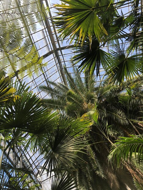 Serre de palmier vue vers le haut Photo de la Roumanie Jardin botanique naturel de Cluj Napoca