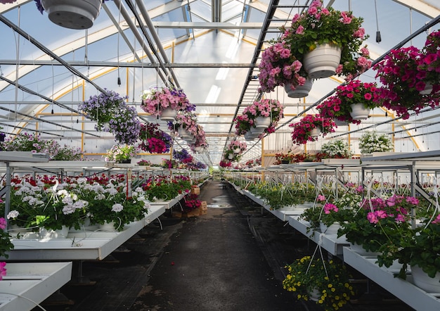 Serre avec des plantes d'intérieur sur les étagères Affaire de semis de fleurs