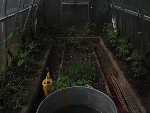 Une serre avec un seau et des plantes dedans