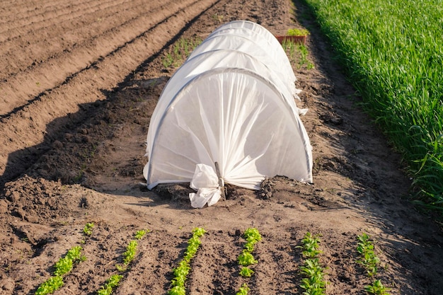 Serre sur terrain agricole en toile cirée polyéthylène