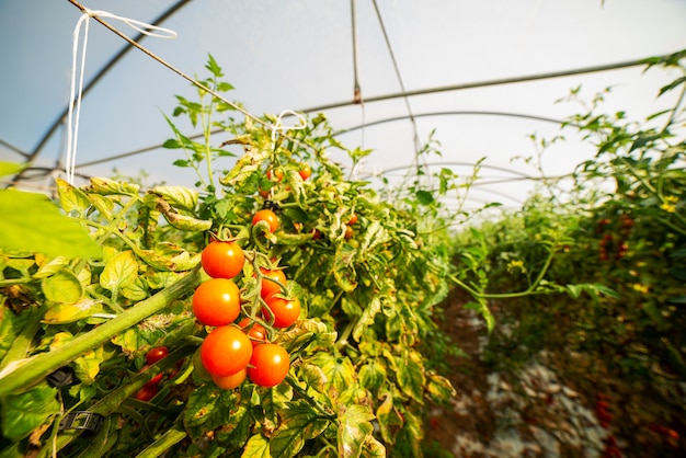 Serre de "tomate pachino"