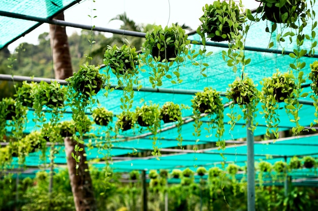 Serre tropicale dans un jour de pluie