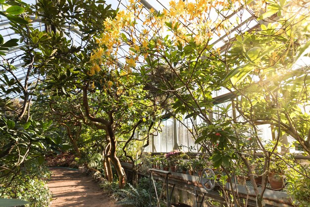 Serre tropicale avec des plantes à fleurs à feuilles persistantes, des arbres de torsion sur une journée ensoleillée avec de beaux rayons de lumière et de soleil.Plantes tropicales à feuilles persistantes exotiques dans le jardin botanique