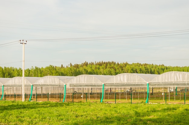 Serres commerciales en verre. Production industrielle de haute technologie de légumes et de fleurs.