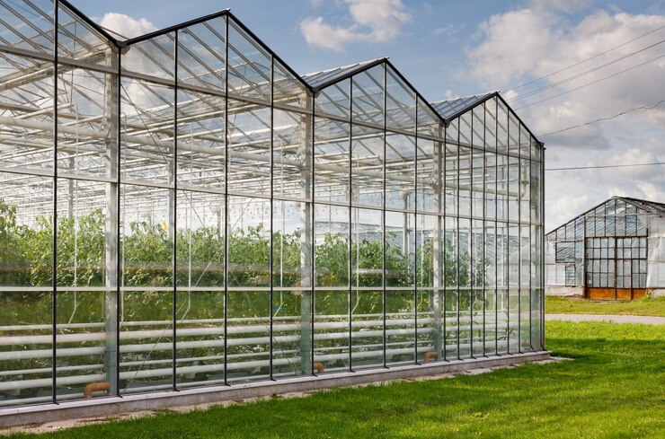 Photo serres cultivant des légumes