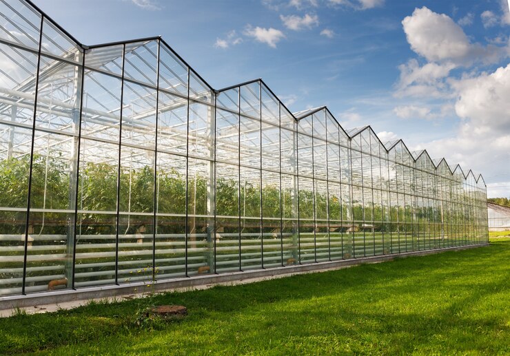 Photo serres de tomates contre le ciel bleu