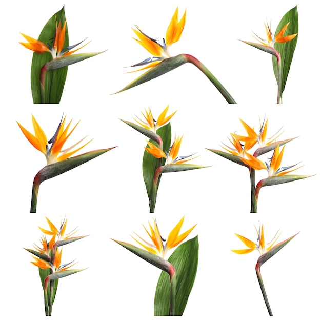 Sertie de belles fleurs tropicales Bird of Paradise sur fond blanc