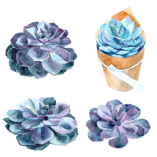 Sertie d'éléments aquarelles peints à la main pour votre conception avec des plantes succulentes